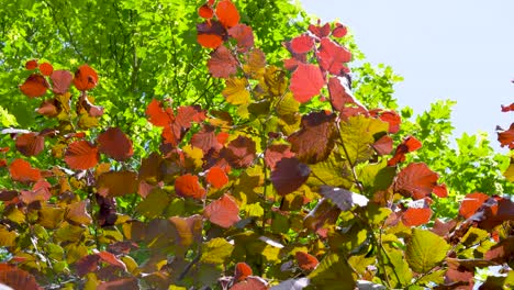 Bright-red-shrub-foliage-in-the-light-of-the-sun's-rays-with-a-light-breeze,-green-trees-and-blue-sky-on-a-blurred-background