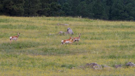 Herd-of-pronghorn-antelope-on-a-hillside-covered-by-wildflowers