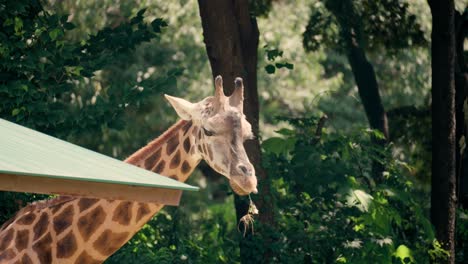 Gesicht-Nahaufnahme-Einer-Afrikanischen-Giraffe,-Die-Gras-Im-Zoo-Von-Seoul-Grand-Park,-Südkorea,-Frisst