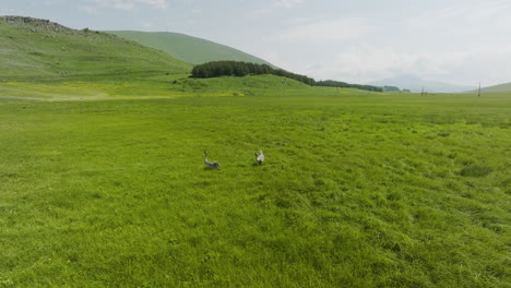 Zwei-Eurasische-Kraniche-Auf-Bewachsenem-Sumpf-In-Der-Nähe-Des-Tabatskuri-Sees-In-Georgia-An-Einem-Windigen-Tag