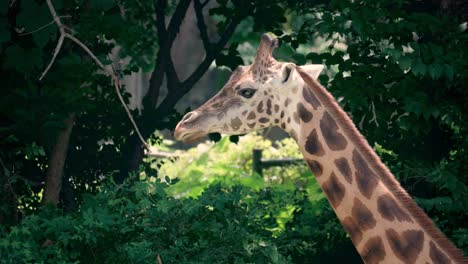 Giraffe-side-view-face-close-up-standing-in-dense-forest