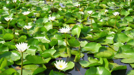Beautiful-white-lotus-flower-in-lotus-pond