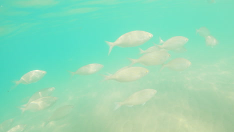 School-Of-Fish-Swimming-Under-The-Sea-In-Fuerteventura,-Canary-Islands,-Spain