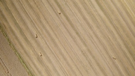 Hay-Harvest-in-Farm-Land,-Hay-Bales-Scattered-on-Golden-Dry-Agricultural-Farmland-Field-Soil,-Top-Down-Aerial-View,-Agriculture-and-Landscape