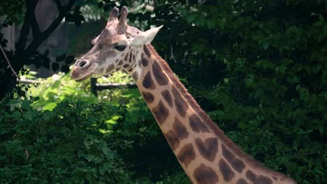 Head-close-up-of-Giraffe-in-Seoul-Grand-Park-Zoo-against-green-forest