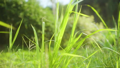 Tall-Green-Grass-Gently-Sway-As-The-Wind-Blows-In-Sunny-Day