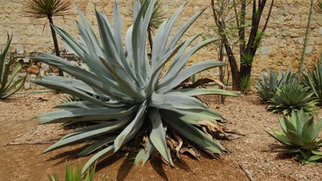 Planta-Mexicana-De-Agave-Para-La-Producción-De-Mezcal-Vista-Panorámica-Del-árbol-En-El-Jardín-Seco