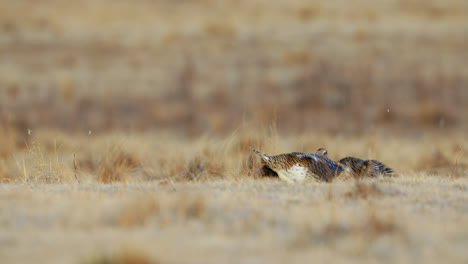 Sharp-tailed-grouse-fighting-for-dominance-on-lek,-courtship-display
