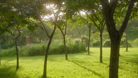Sunny-Grass-With-Dense-Trees-In-A-Picturesque-Park