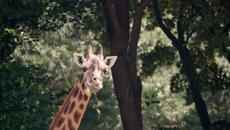 Giraffe,-Die-Gras-In-Einer-Wilden-Natur-Isst
