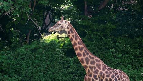 Giraffes-standing-near-the-forest