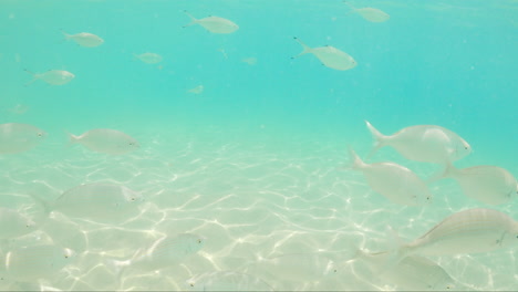 Underwater-Scene-Of-School-Of-Fish-Swimming-Under-The-Ocean-In-Fuerteventura-Island-In-Spain