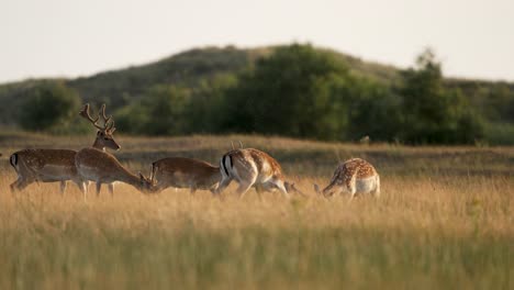 Herd-of-fallow-deer-in-grassland,-two-bucks-lock-antlers-to-establish-dominance