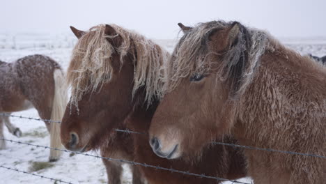 Icelandic-Horses-chewing-each-other,-Iceland-in-winter