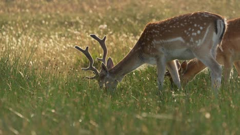 Fallow-deer-with-distinctive-coats-grazing-in-lush-meadow