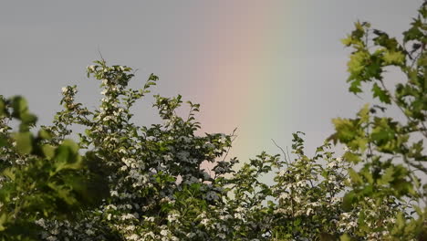 Jenseits-Der-Eichenblumen-Und-Des-Laubs-Die-Regenbogenfarben