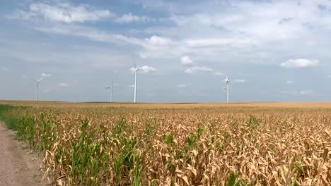 Sunny-day-in-the-corn-fields-with-wind-turbines-turning-around-in-the-background-4