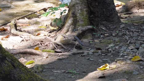 Una-Serpiente-Pequeña-Pero-Muy-Venenosa-Está-Tratando-De-Escapar,-En-Medio-De-La-Jungla-En-El-Parque-Nacional-Sai-Yok-En-Tailandia-En-Asia