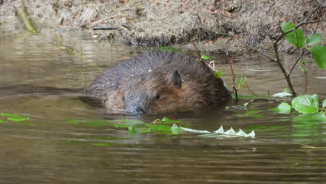 American-beaver-lunching-in-the-river,-alone,-in-the-natural-habitat-wetland-eating-green-leaves