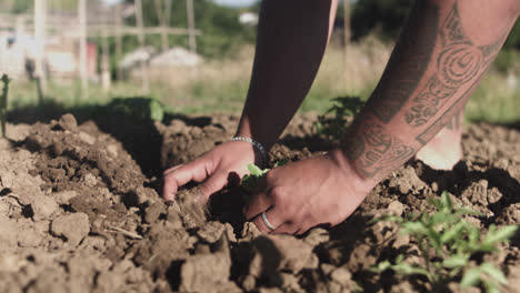Close-up-shot-of-latin-hands-planting-in-the-dry-soil-of-a-vegetable-garden-at-morning