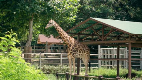 Giraffe-at-Seoul-Grand-Park-Zoo,-South-Korea