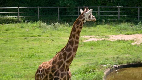 Tilt-up-view-of-Giraffe-in-a-lawn-by-the-pond-in-Seoul-Grand-Park-Zoo,-South-Korea