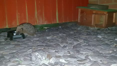 A-hedgehog-at-a-feeding-and-drinking-bowl-is-being-approached-and-checked-out-by-another-hedgehog