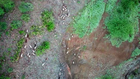Aerial-Top-View-Of-Goats-Running-On-Shepherd-In-Ngorongoro-Conservation-Area-In-Tanzania,-East-Africa
