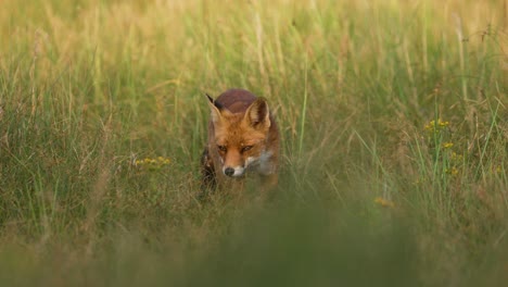 Frontal-shot-of-curious-red-fox-in-tall-grass-walking-directly-toward-camera