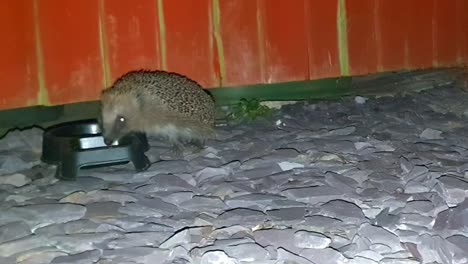 A-hedgehog-at-a-feeding-and-drinking-bowl-at-night-During-2022-UK-heatwave