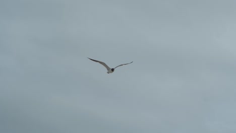 A-seagull-flies-by-during-a-cloudy-day-at-the-beach