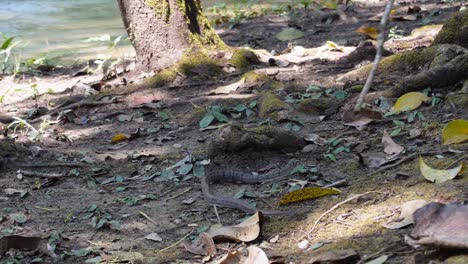 Una-Serpiente-Pequeña-Pero-Muy-Venenosa-Está-Siendo-Perseguida-Por-Un-Palo-Que-Intenta-Escapar,-En-El-Parque-Nacional-Sai-Yok-En-Tailandia-En-Asia