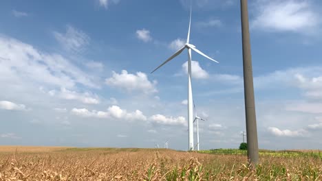 Sunny-day-in-the-corn-fields-with-wind-turbines-turning-around-in-the-background-2