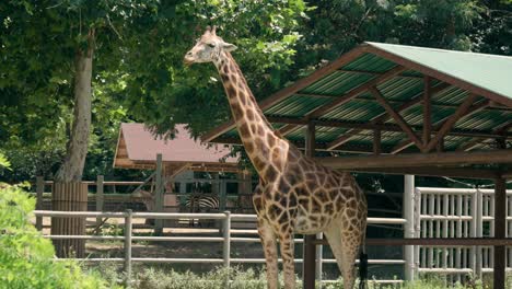 Giraffe-eating-grass-standing-in-a-shed-at-Seoul-Grand-Park-Zoo,-South-Korea
