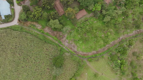 Top-down-aerial-zoom-out-reveal-of-a-forest-of-fruits-trees-in-a-village-with-a-sugarcane-field-next-to-it-in-the-Valle-de-Cauca,-Colombia