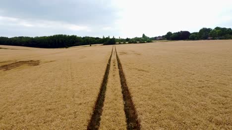 Low-and-slow-footage-of-a-drone-following-tractor-tracks-in-a-wheat-field