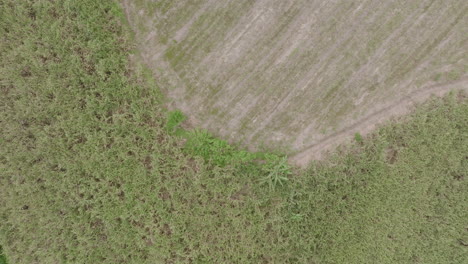 Luftaufnahmen-Von-Zuckerrohrfeldern-Und-Wäldern-Im-Ländlichen-Südlichen-Teil-Des-Valle-De-Cauca-In-Kolumbien