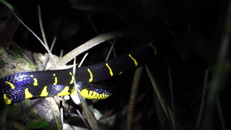 Eine-Gelb-schwarze-Schlange-Wird-Mitten-In-Der-Nacht-Im-Dschungel-Des-Khao-Sok-Nationalparks-In-Thailand-Auf-Einer-Dschungelsafari-Gesichtet