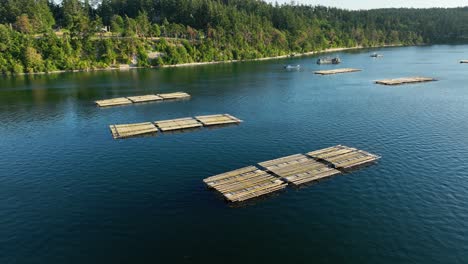 Aerial-shot-of-mussel-farm-docks-in-Penn-Cove-near-Coupeville,-Washington