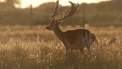 Dreamy-backlit-sunset-shot-of-grazing-European-fallow-deer-buck-in-grassland