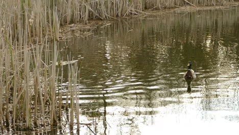 Mallard-duck-family-enjoying-the-spring-season-in-the-lake,-still-camera