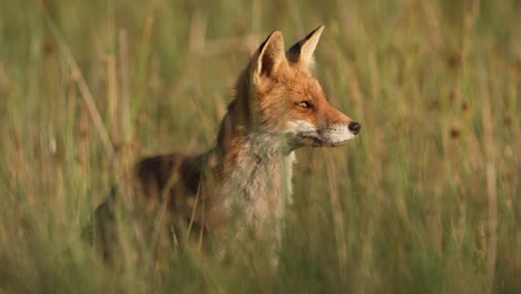 Beautiful-red-fox-vixen-in-long-grass-of-meadow