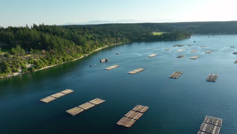 Wide-aerial-shot-of-many-mussel-farm-docks-off-the-shores-of-Whidbey-Island