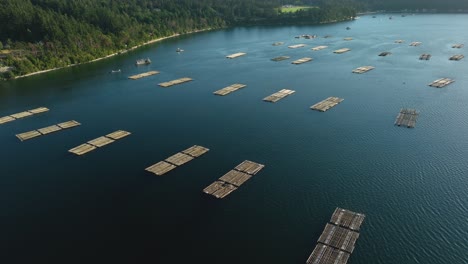 Orbiting-overhead-aerial-view-of-mussel-farm-docks-in-Penn-Cove,-Washington