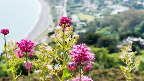 Close-up-of-a-lovely-pink-flower-with-Killiney-Beach-in-the-background-during-the-summer,-Ireland