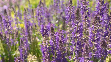 Close-up-shot-with-a-blurred-background,-lavender-flowers-and-flying-bees-on-a-sunny-windy-day