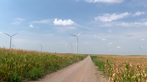 Sunny-day-in-the-corn-fields-with-wind-turbines-turning-around-in-the-background-1