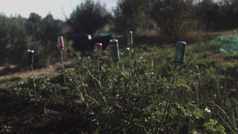 Medium-shot-of-beer-and-soda-cans-on-wooden-sticks-near-green-plants-in-a-yard-at-midday