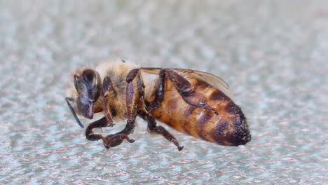 Honigbiene-Kämpft-Ums-Überleben-Bei-Einer-35-Grad-Hitzewelle-Im-Vereinigten-Königreich-2022
