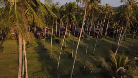 An-amazing-4K-drone-shot,-flying-in-between-palm-trees-with-a-view-of-a-charming-resort-and-bungalows-during-sunset-hours-on-the-island-of-Koh-Kood-in-Thailand-in-Southeast-Asia